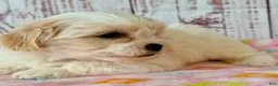 Teddy Bear dogs for sale: Tender heart Bear - Ad 2