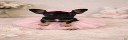 French Bulldog dogs for sale: French Bulldog Black & Tan short Hair - Ad 7