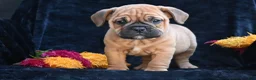 Mixed Breed dogs for sale: Bruno - Ad 9