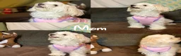 Maltese dogs for sale: Bella - Ad 2