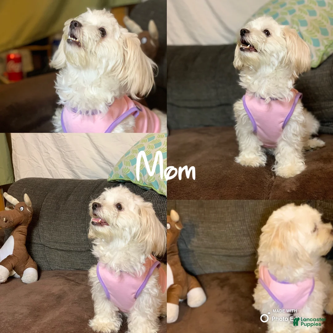Maltese dogs for sale: Bella - Ad 2