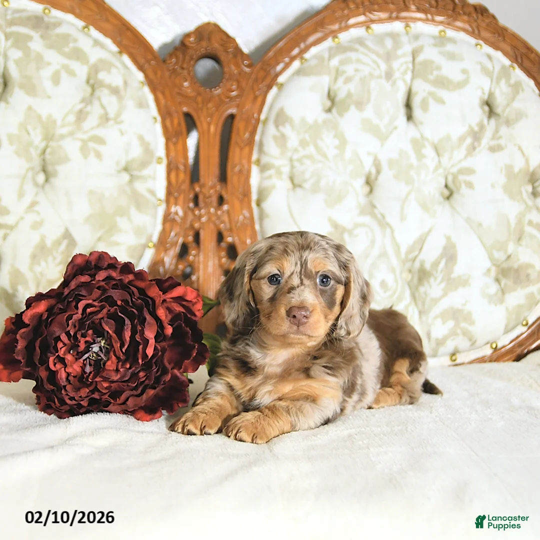 Miniature Dachshund dogs for sale: Pearl - Ad 4
