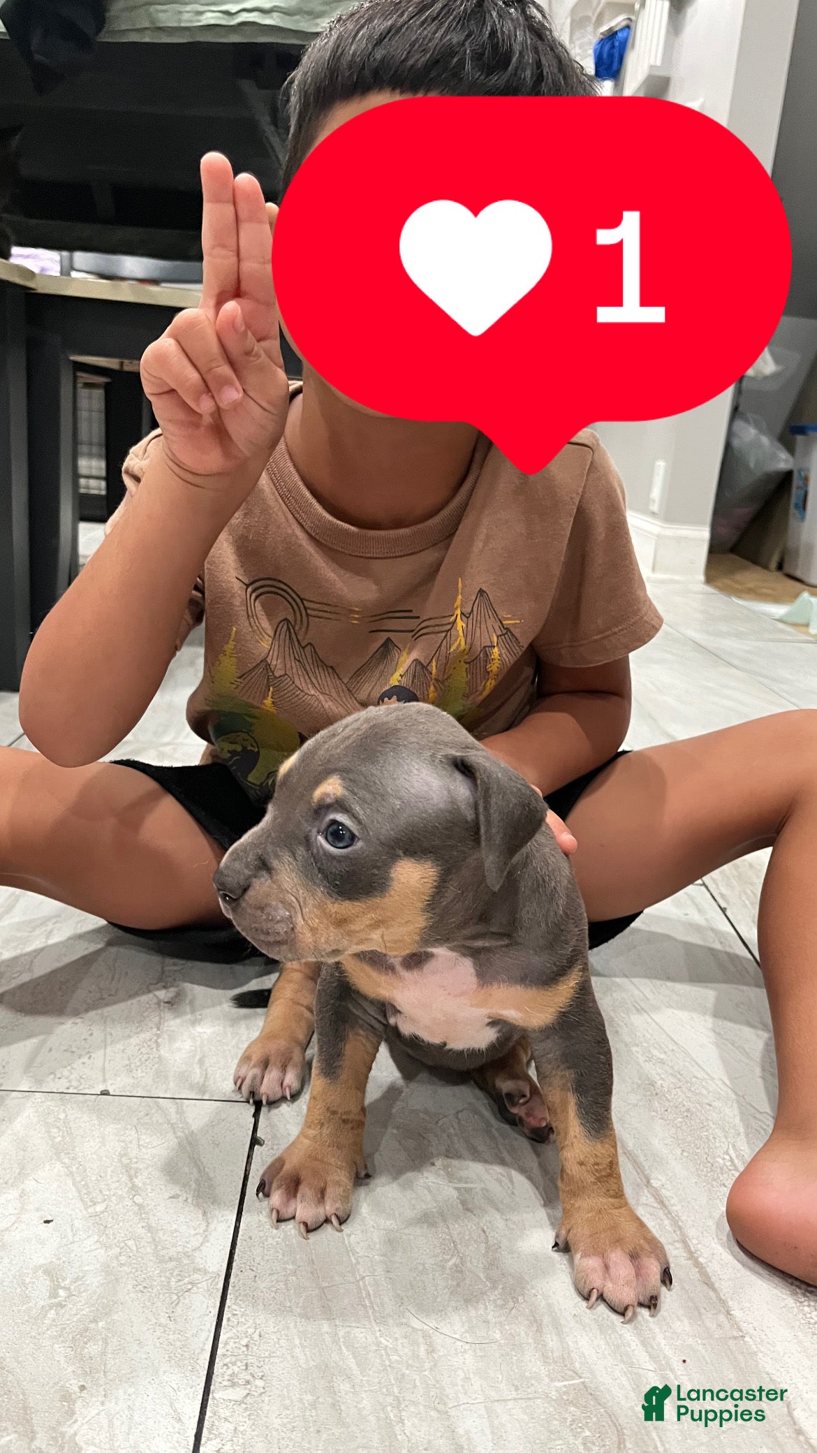 American Bully dogs Boy 1 - Ad 1