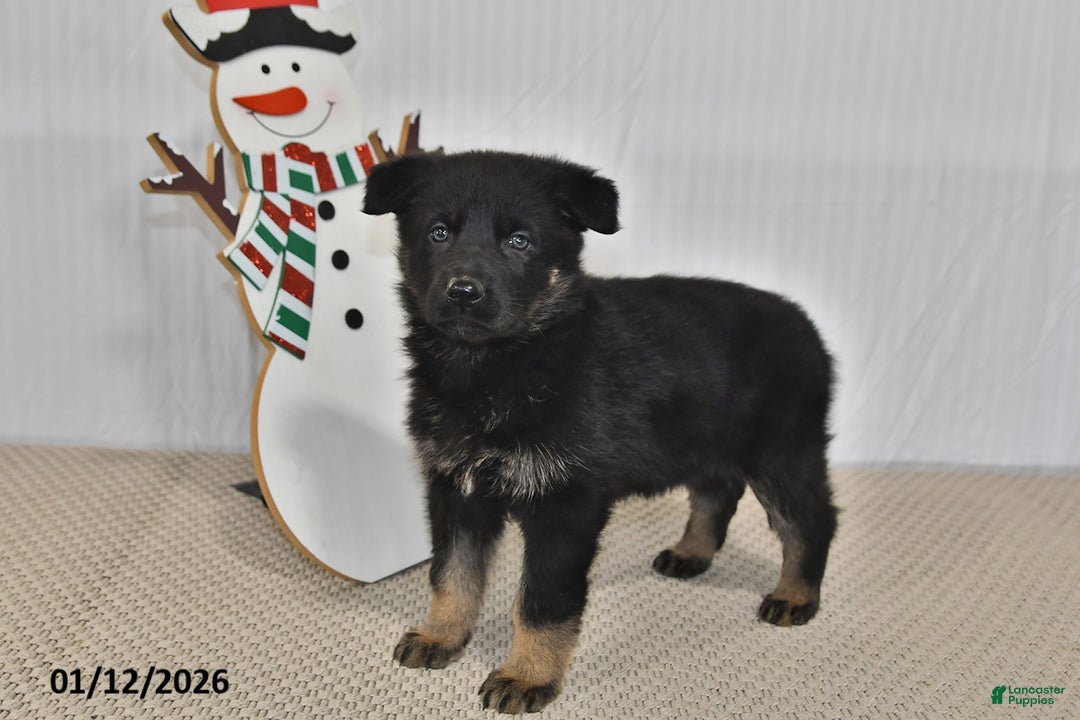 German Shepherd dogs for sale: Kyla - Ad 4