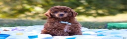 Miniature Poodle dogs for sale: Winston - Ad 12