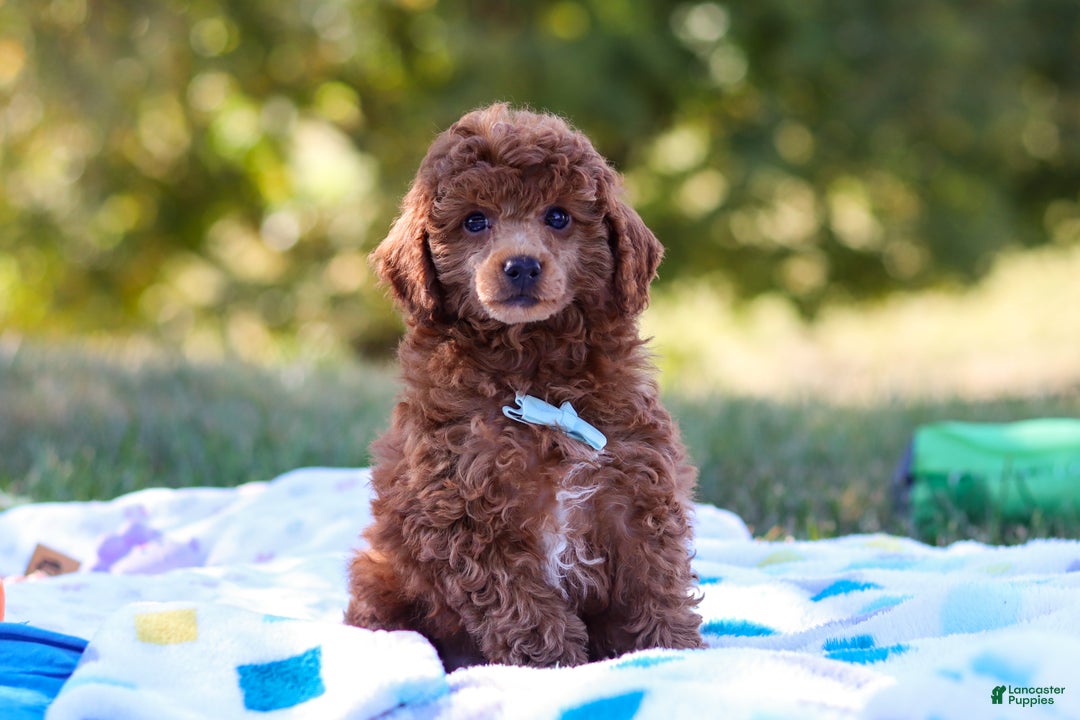 Miniature Poodle dogs for sale: Winston - Ad 12