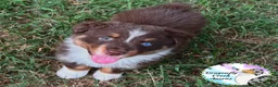 Australian Shepherd dogs for sale: Cricket - Ad 3