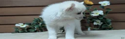 Pomsky dogs for sale: Penny - Ad 7