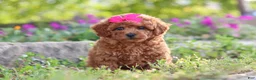 Miniature Poodle dogs for sale: Jill - Ad 6