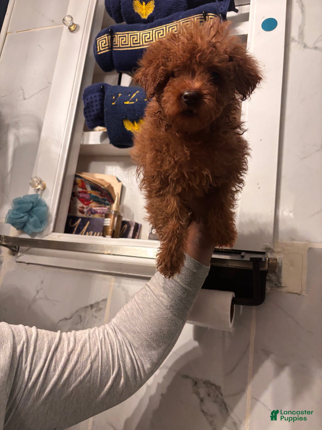Miniature Poodle dogs for sale: CoCo - Ad 1