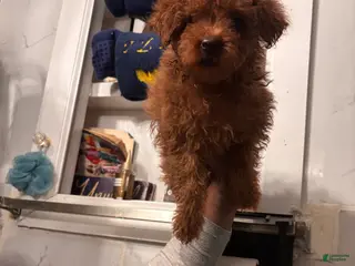 Miniature Poodle dogs CoCo - Ad 33