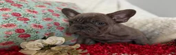 French Bulldog dogs for sale: Blue Brindle (Leo)  - Ad 3