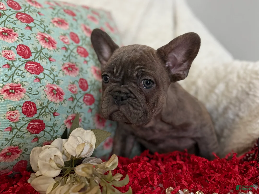 French Bulldog dogs for sale: Blue Brindle (Leo)  - Ad 3