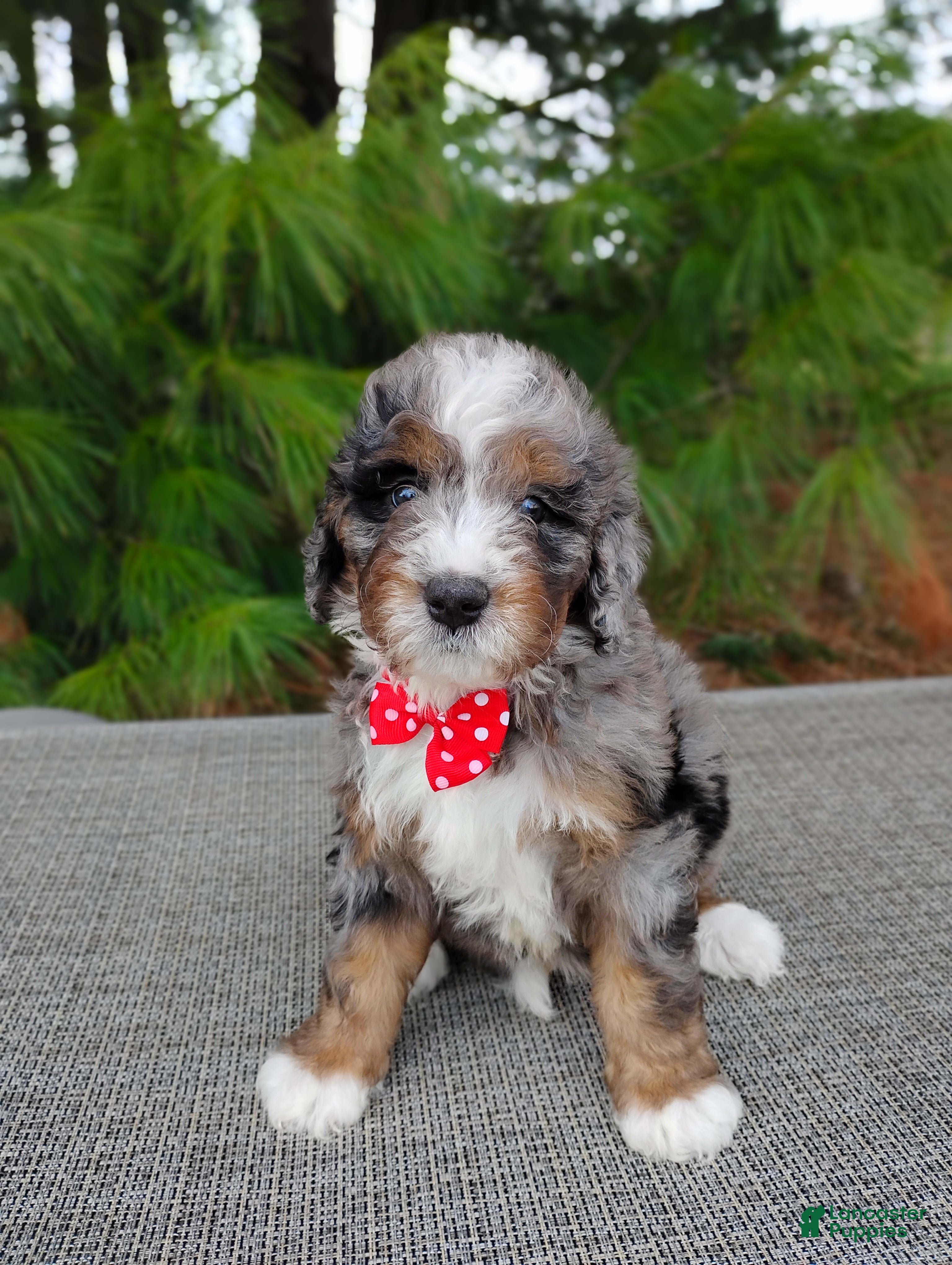 Mini Bernedoodle dogs Mini Bernedoodle Puppy 1 - Ad 2