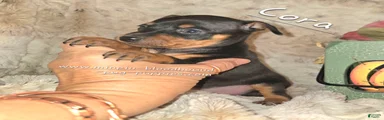 Cora black tan