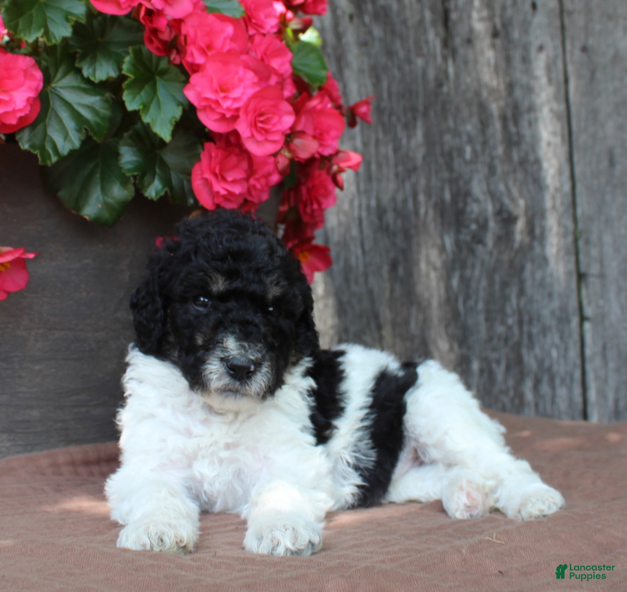 Standard Poodle dogs Sage AKC standard poodle - Ad 2