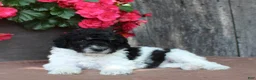 Standard Poodle dogs for sale: Sage AKC standard poodle - Ad 30