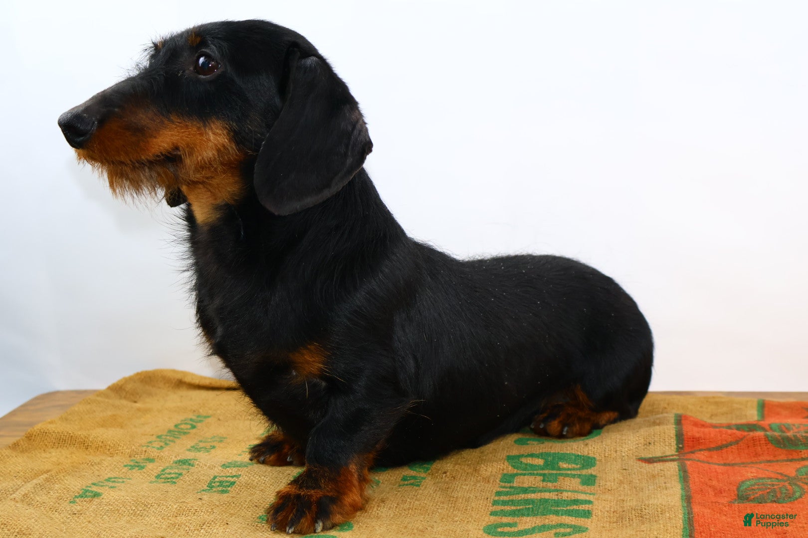 Dachshund dogs Dachshund Puppy 1 - Ad 1
