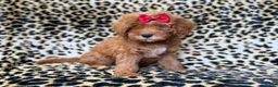 Cavapoo dogs for sale: Sassy - Ad 9