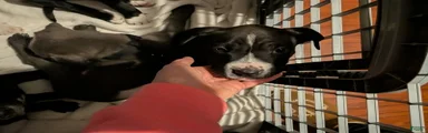 Mixed Breed 3