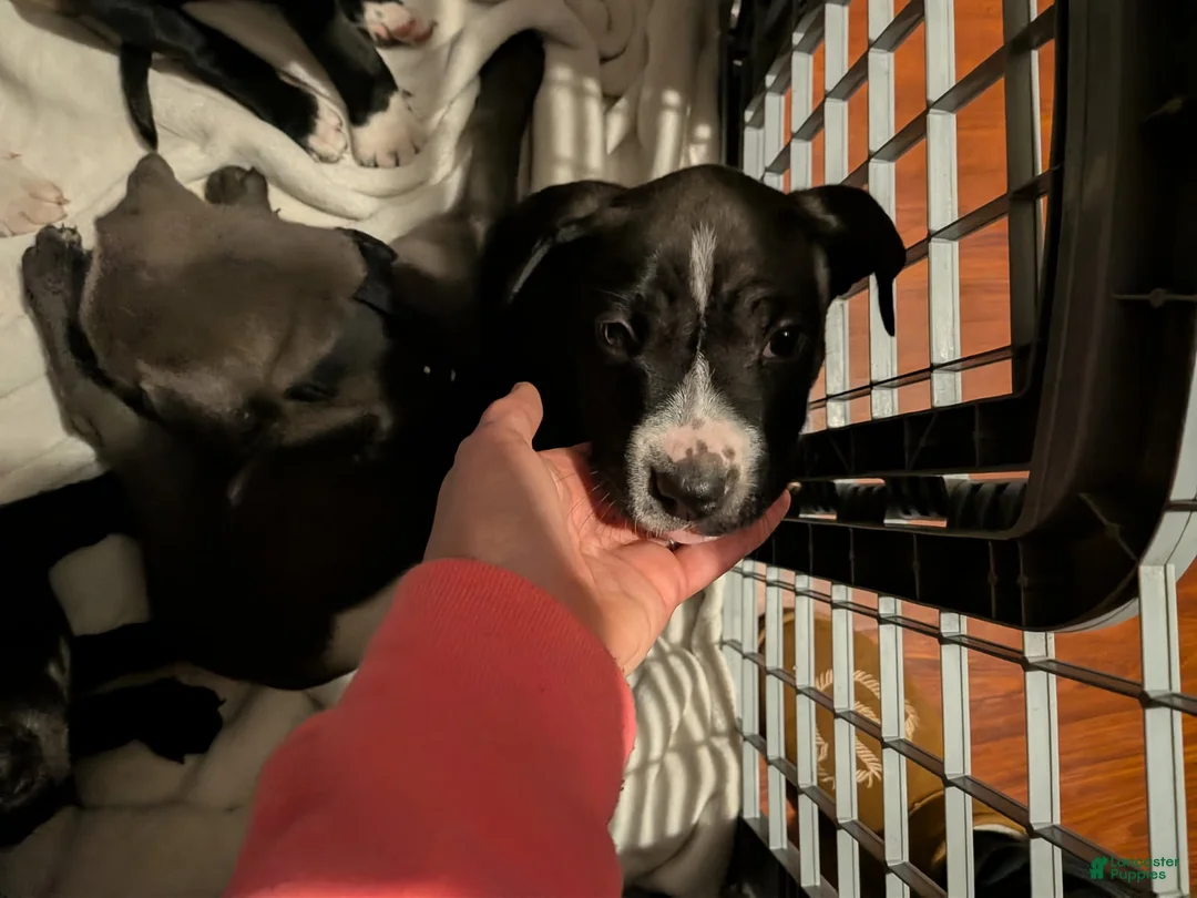 Mixed Breed dogs for sale: Mixed Breed 3 - Ad 1