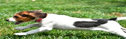 Beagle dogs for sale: Piper - Ad 4