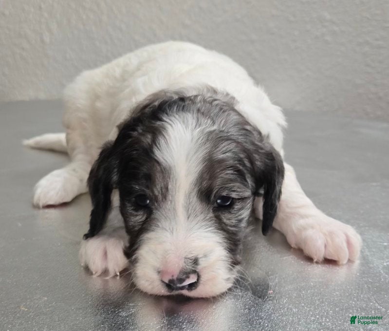 Mini Goldendoodle dogs Blaze - Ad 35