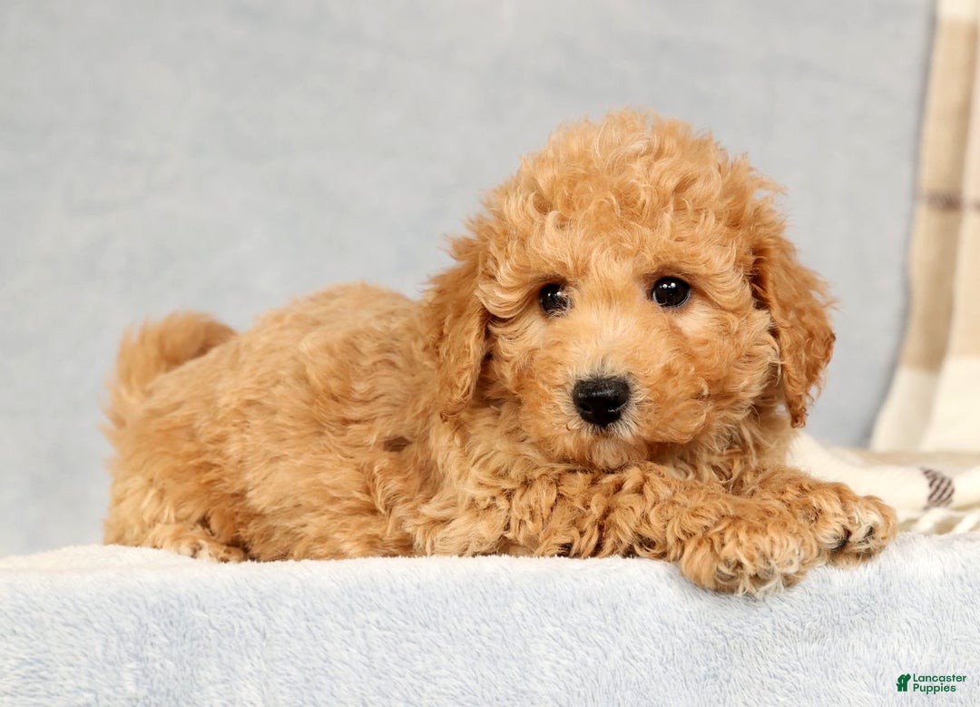 Bichpoo dogs for sale: Chief - Ad 7