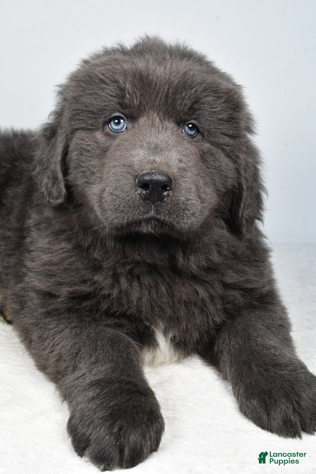 Newfoundland dogs for sale: Bruno - Ad 2