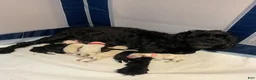 Cockapoo dogs for sale:  3. Grandpa - Ad 16