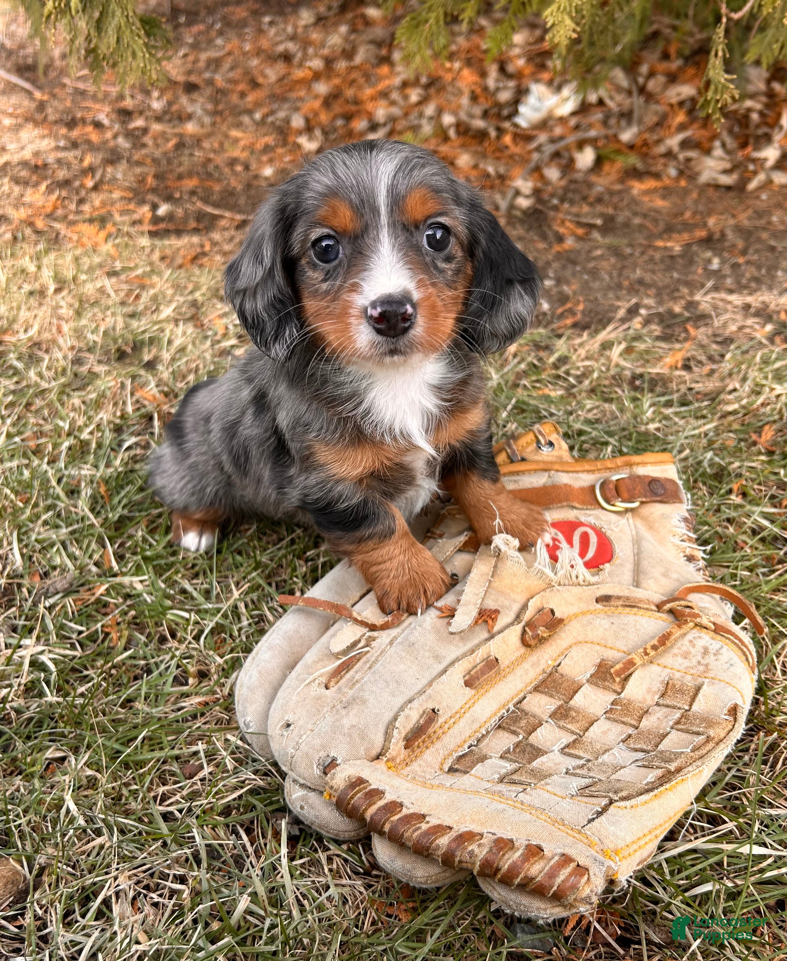 Dachshund dogs Jade - Ad 7