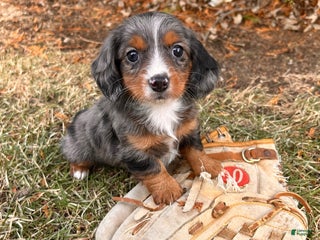 Dachshund dogs Jade - Ad 20