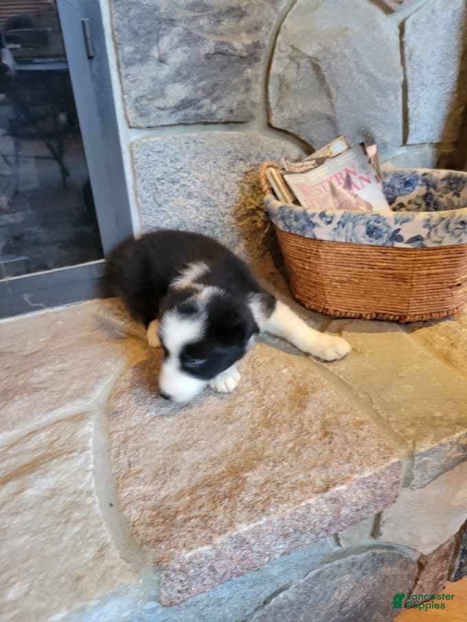 Border Collie dogs Buzz - Ad 1