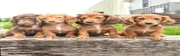Miniature Dachshund dogs for sale: Kiki - Ad 5