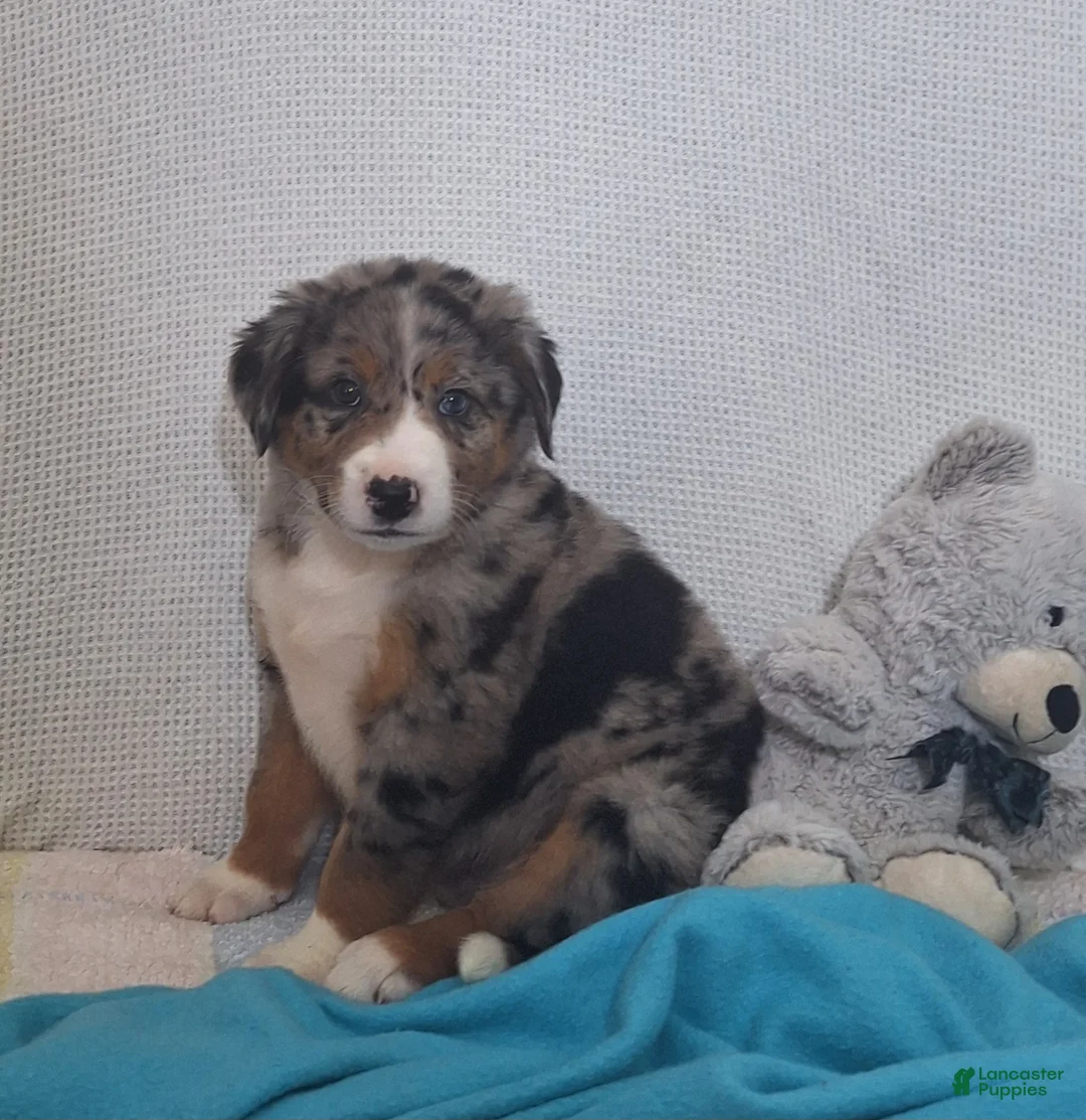 Mixed Breed dogs for sale: Nina - Ad 2