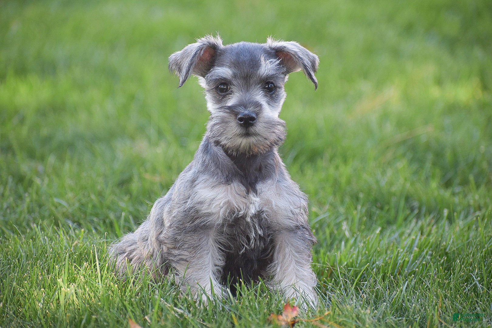 Miniature Schnauzer Puppies for sale in Philadelphia, Pennsylvania
