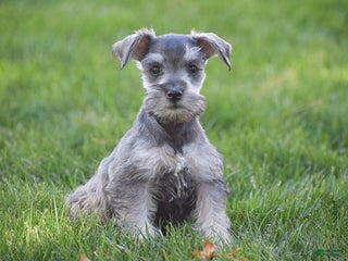 Miniature Schnauzer dogs - Ad 8