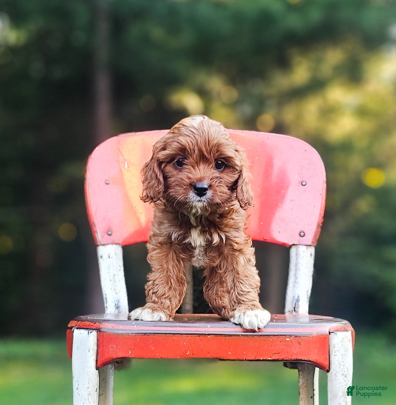 Cavapoo dogs for sale: Hazel - Ad 3