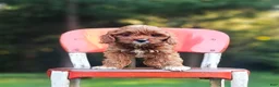 Cavapoo dogs for sale: Hazel - Ad 1