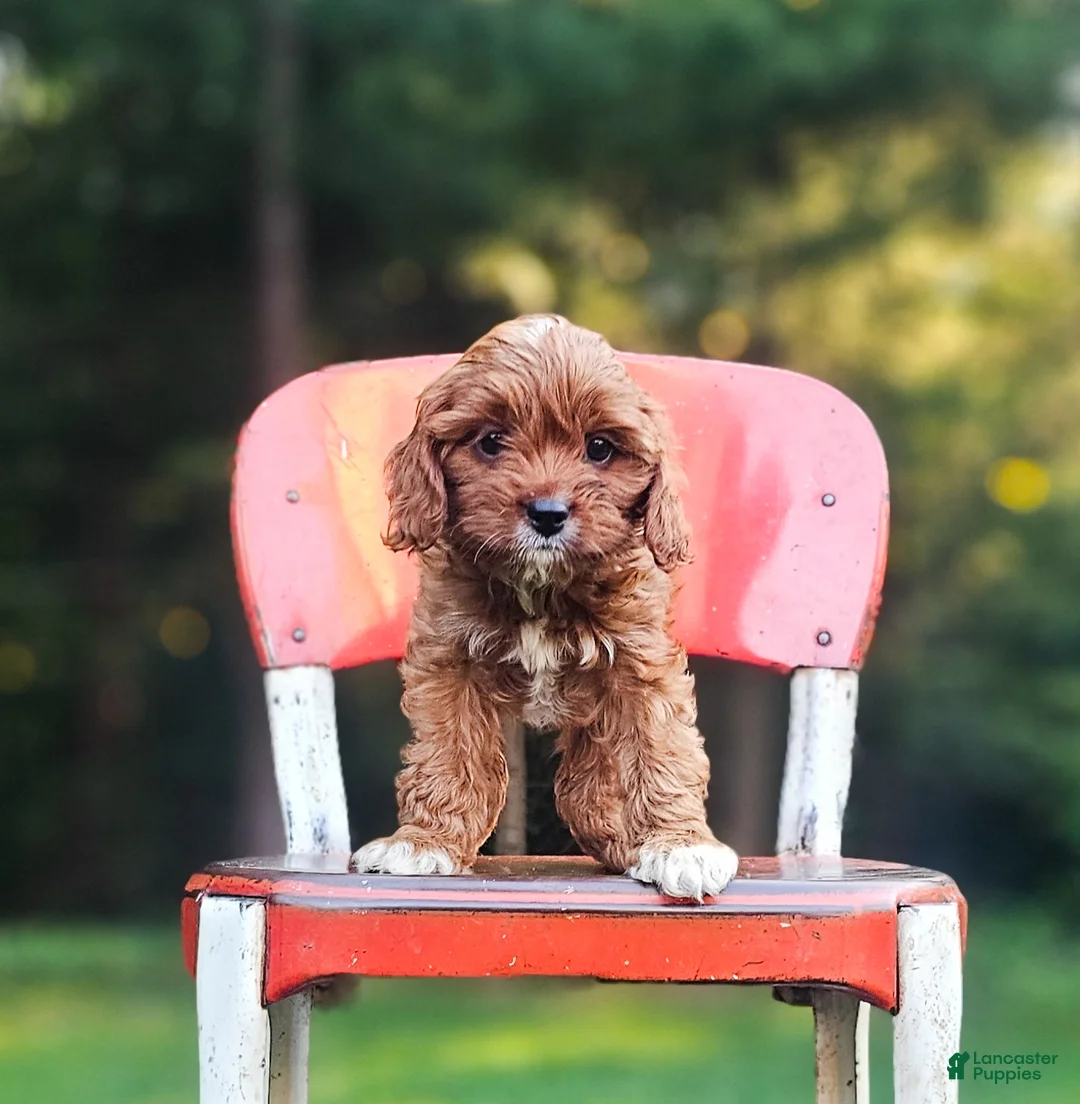 Cavapoo dogs for sale: Hazel - Ad 1