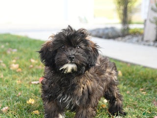 Shihpoo dogs - Ad 30