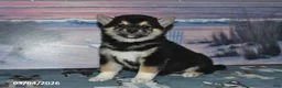 Shiba Inu dogs for sale: Gary - Ad 2