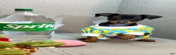 Miniature Pinscher dogs for sale: Breezy - Ad 3