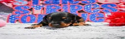 Doberman Pinscher dogs for sale: Girl 3 - Ad 2
