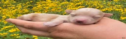 Maltipoo dogs for sale: Sloane  - Ad 2