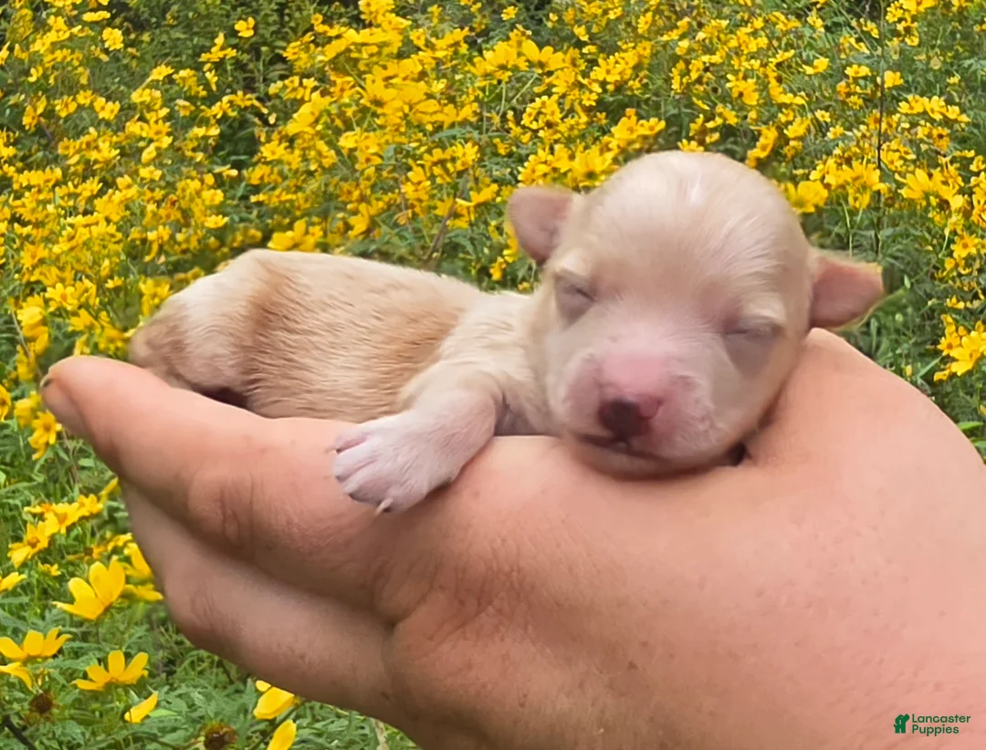 Maltipoo dogs for sale: Sloane  - Ad 2