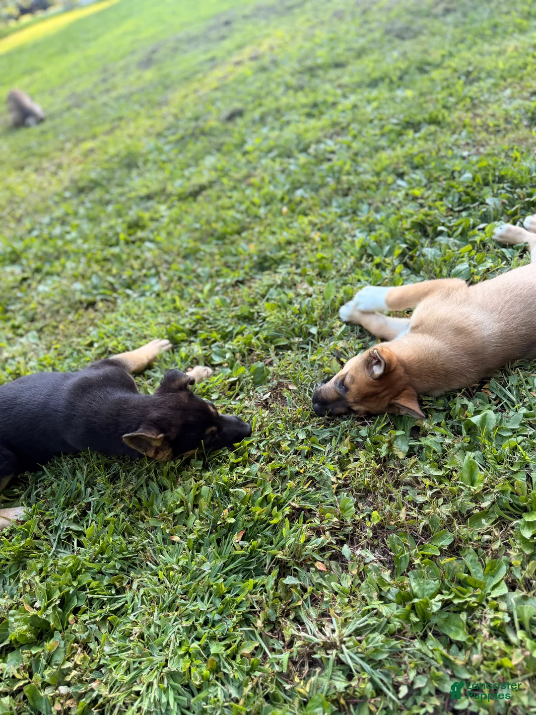 Mixed Breed dogs for sale: Belle - Ad 2