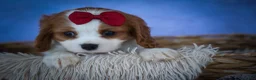 Cavalier King Charles Spaniel dogs for sale: Princeton🐶 - Ad 8
