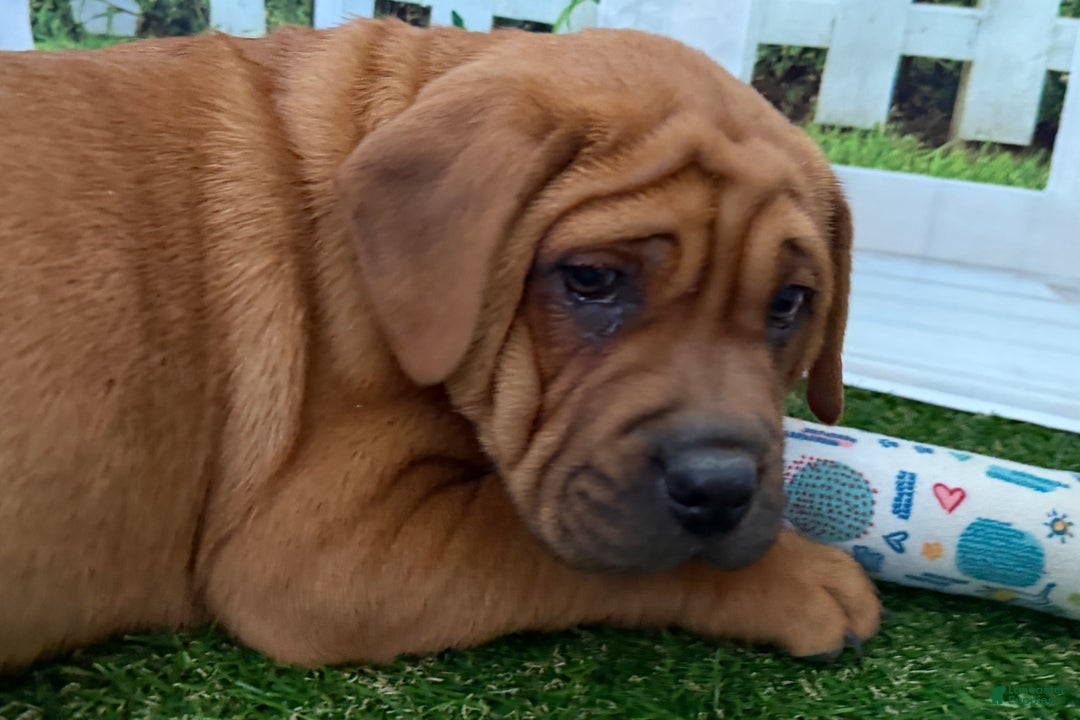 Mixed Breed dogs for sale: Mixed Breed Puppy 5 - Ad 1