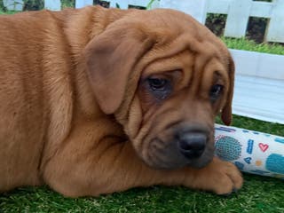 Mixed Breed dogs Mixed Breed Puppy 5 - Ad 23